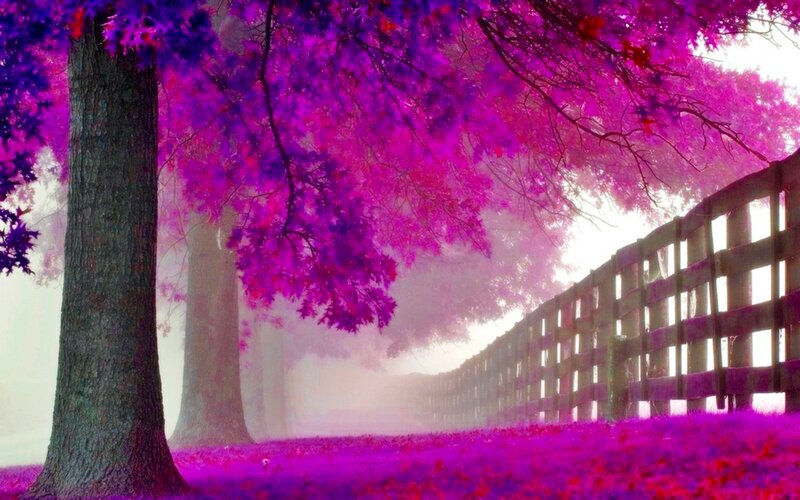 Purple Tree-lined Path — Dreamy