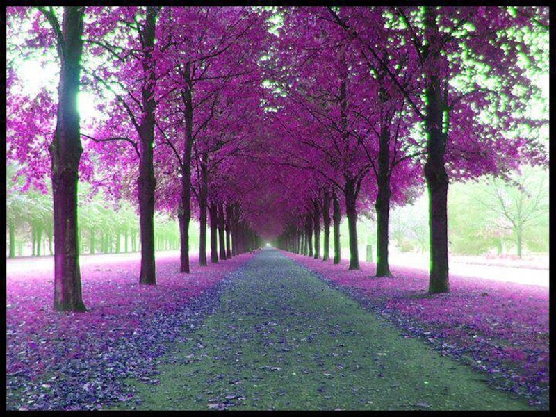 Purple Tree-lined Path — Serene, Spring