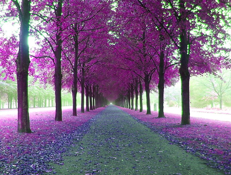 Purple Tree-lined Path