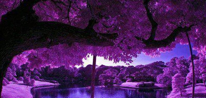 Purple Tree over Pond