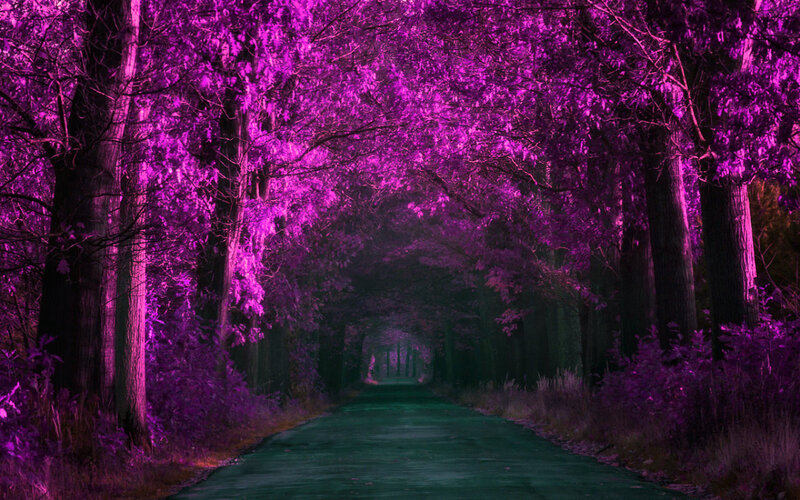 Purple Tree Tunnel — Mystical