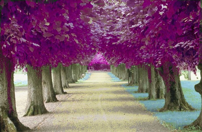 Purple tree tunnel path