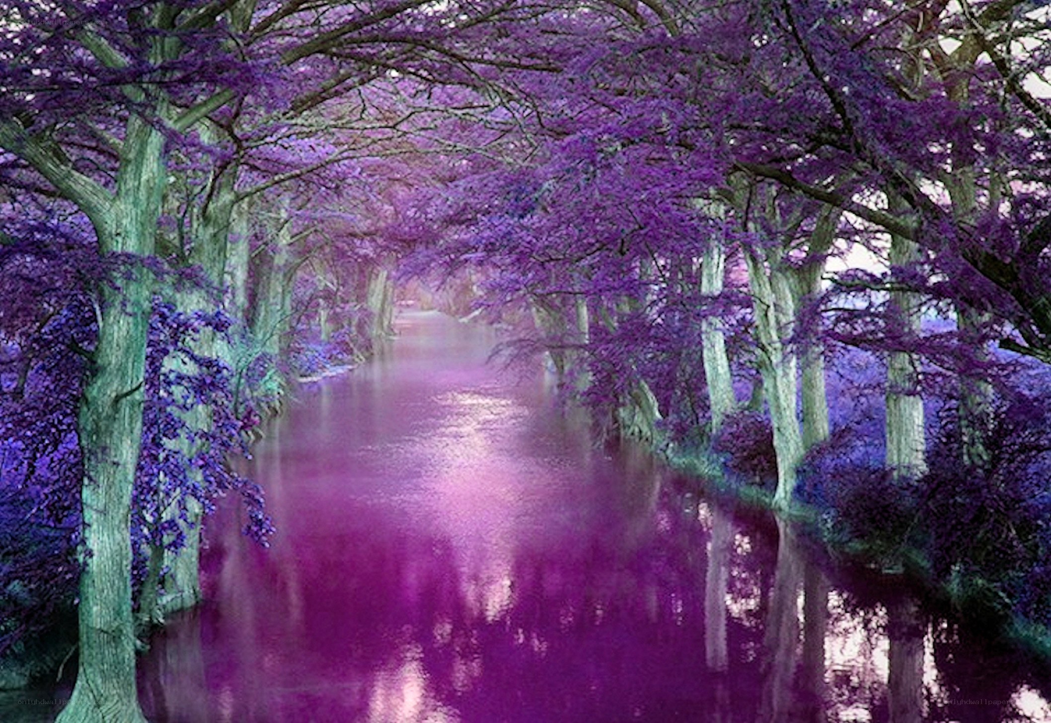 purple tree tunnel river