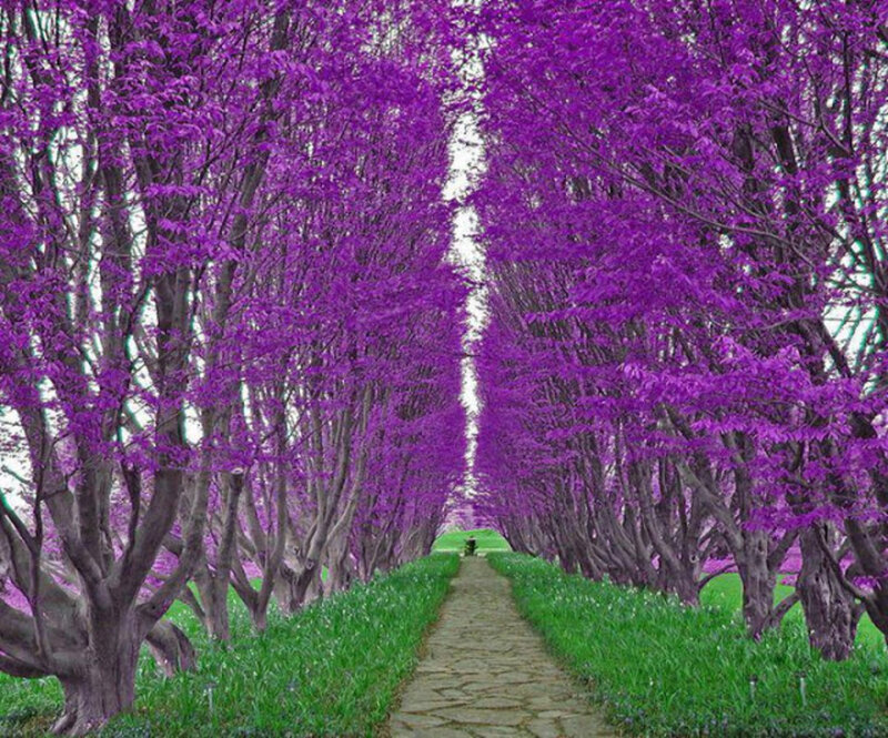 Purple Tree Tunnel — Serene