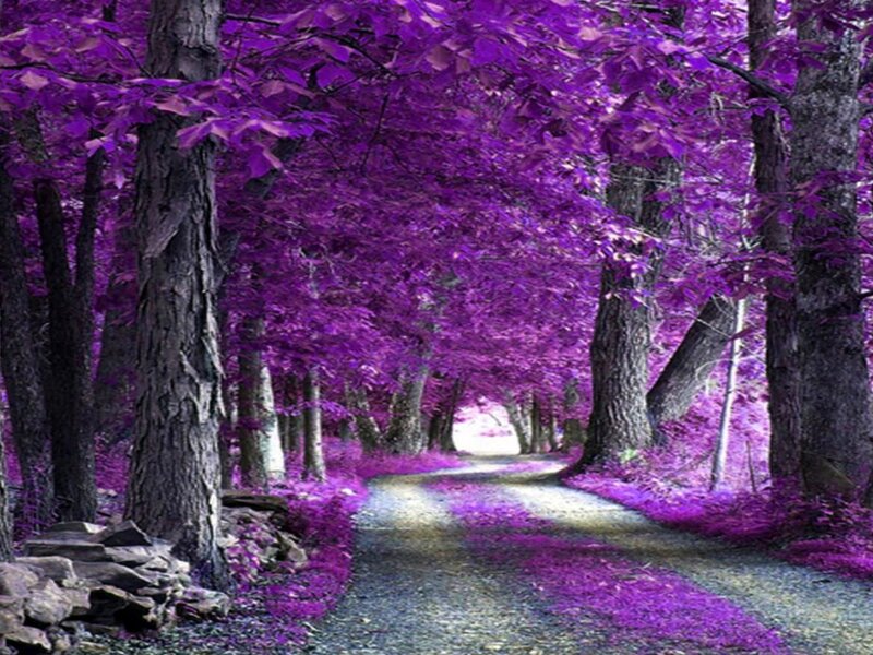 Purple Tree Tunnel