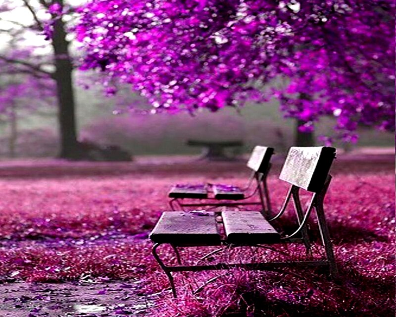 Purple Tree with Benches
