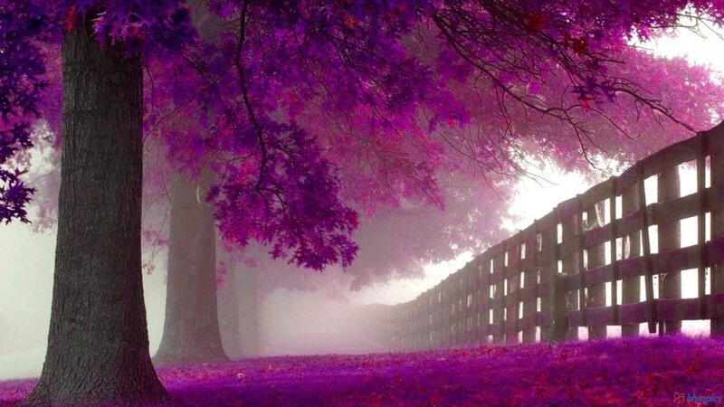 Purple Tree with Fence