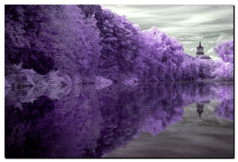 Purple Trees and Lake — Serene