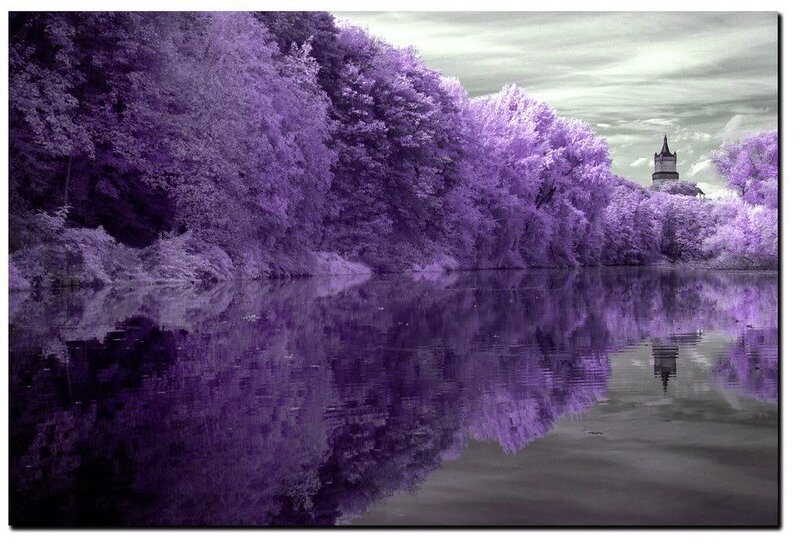 Purple Trees and Lake