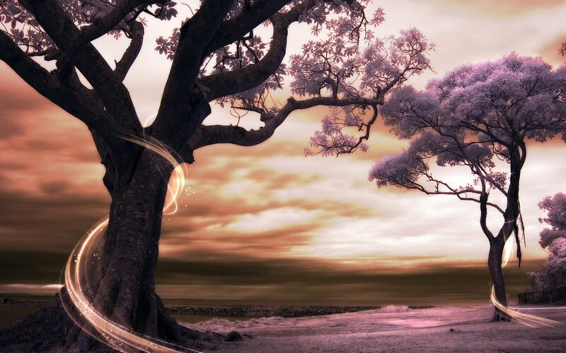 Purple trees at sunset
