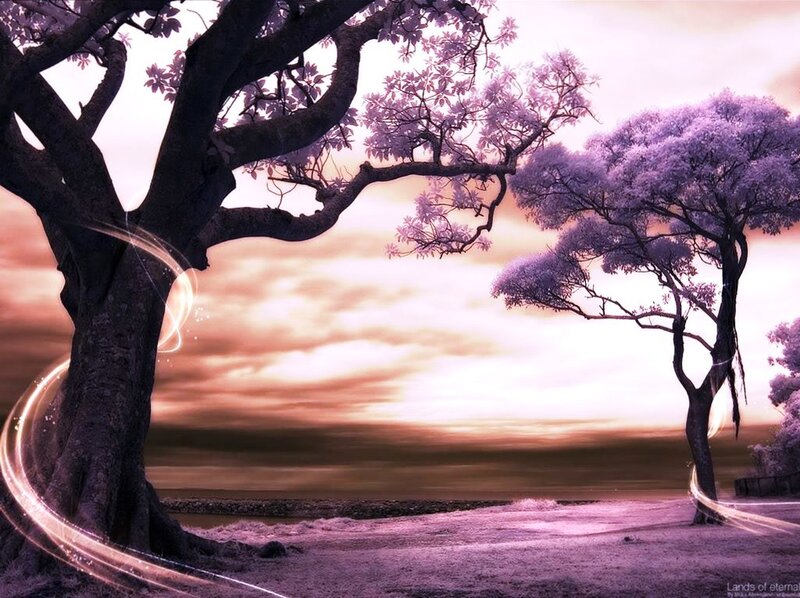 Purple trees at sunset