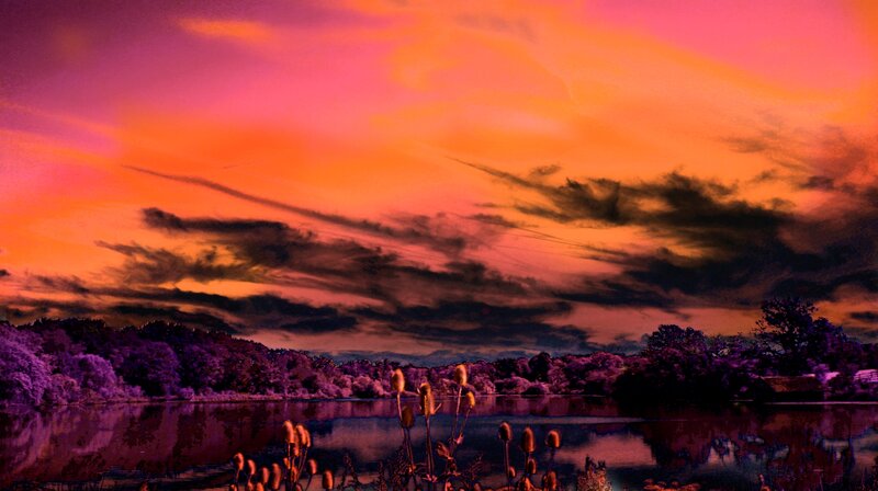 Purple Trees at Sunset — Pink