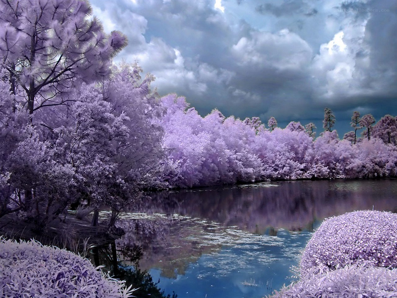 Purple trees by a lake