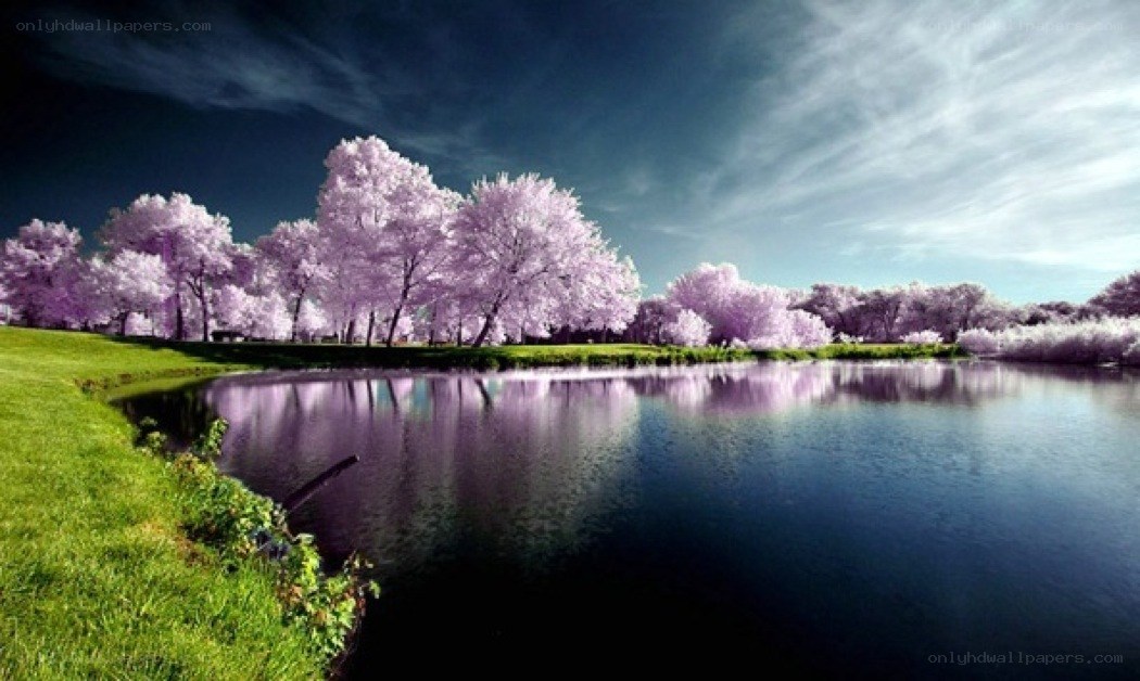 Purple trees by a lake