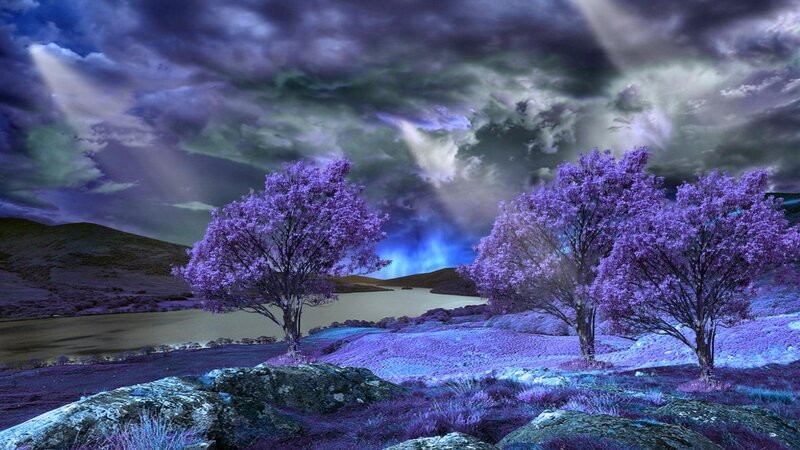 Purple Trees by Lake — Dramatic, Night