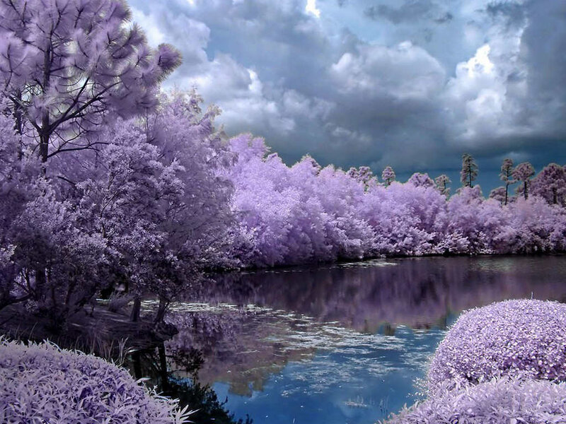 Purple Trees by Lake — Dramatic, Photograph, Clouds