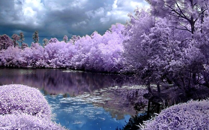 Purple Trees by Lake — Dramatic
