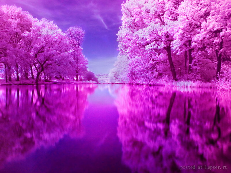 Purple Trees by Lake — Serene, Photograph