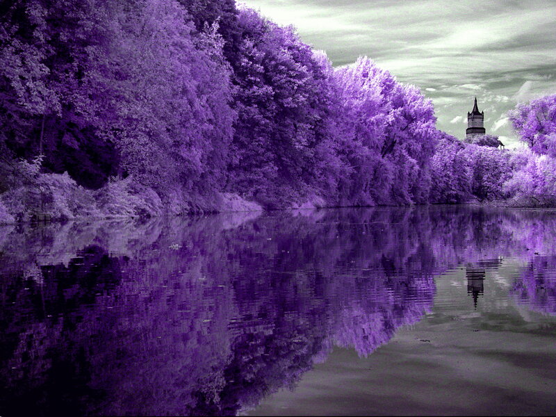 Purple Trees by Lake — Serene, Photograph, Tower