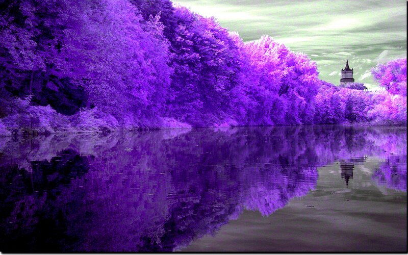 Purple Trees by Lake — Serene