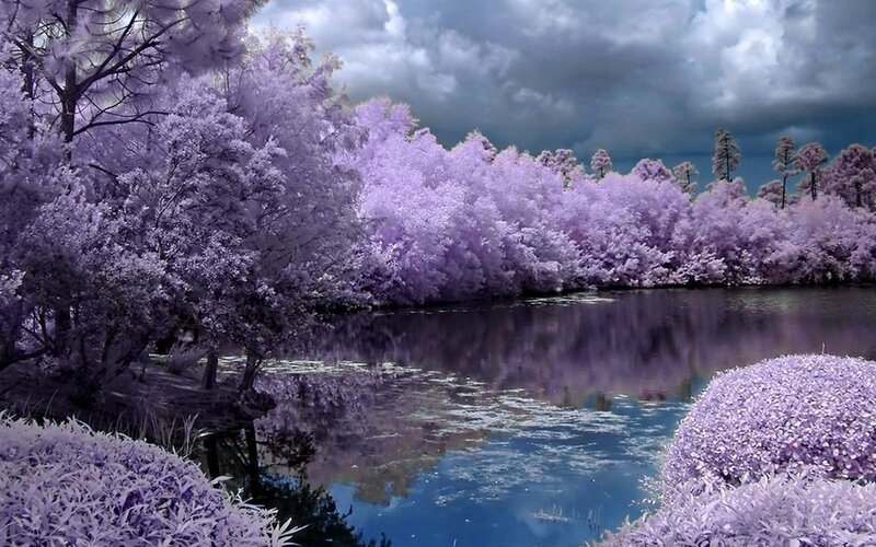 Purple Trees by Lake