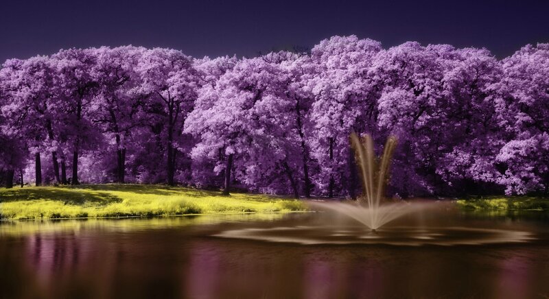 Purple Trees by Pond — Serene