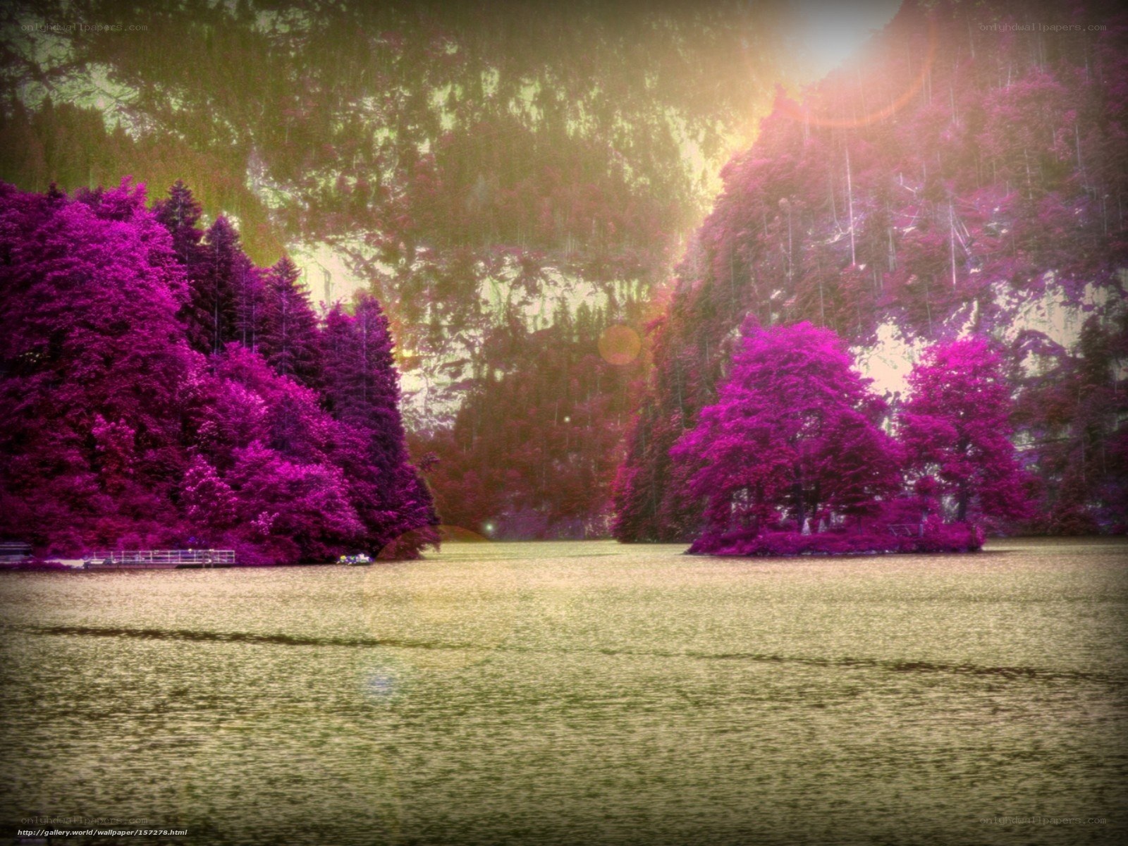 purple trees by the lake