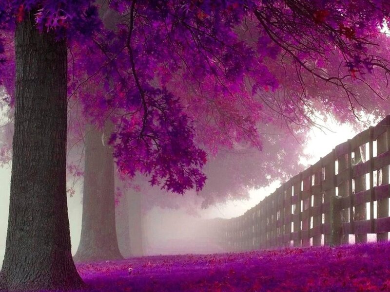 Purple Trees in Fog