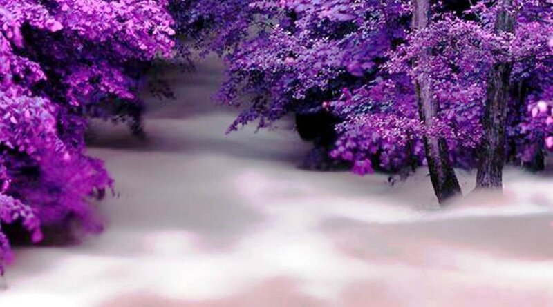 Purple Trees in Forest — Serene