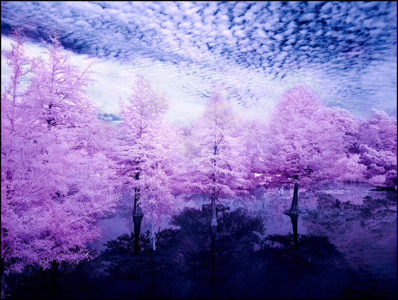 Purple Trees in Water — Dreamy