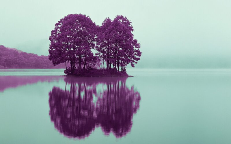 Purple trees on a lake island