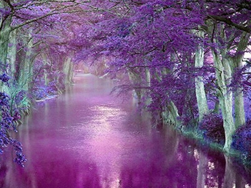 Purple Trees over River
