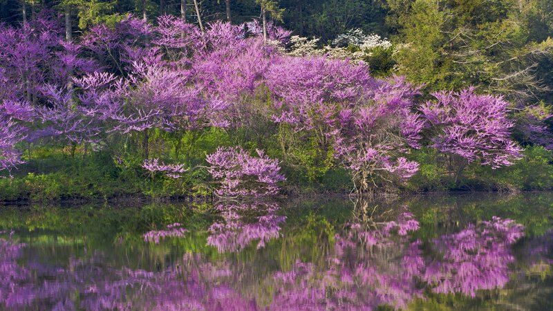 Purple trees reflected in water