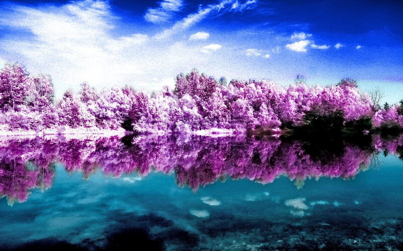 Purple Trees Reflected