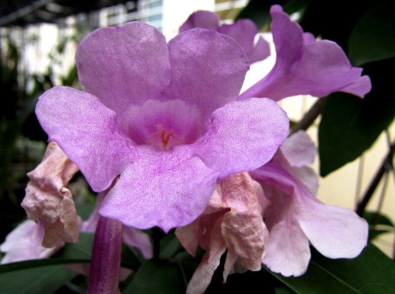 Purple Trumpet Flower