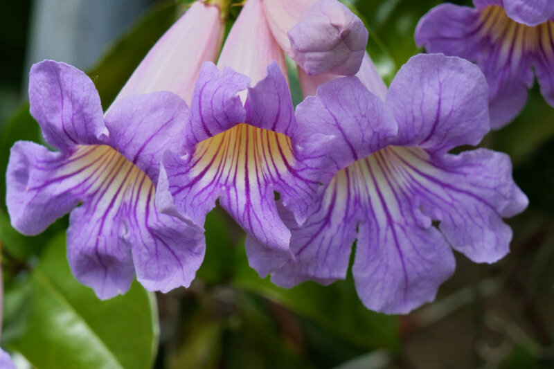 Purple Trumpet Flowers — Calm, Photograph
