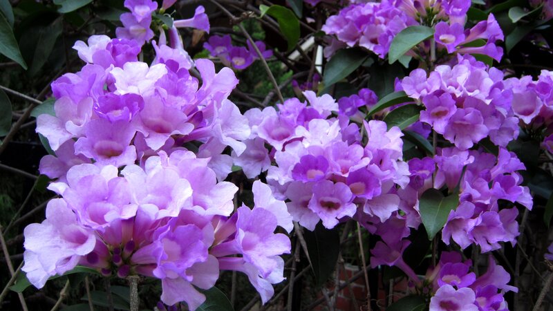 Purple Trumpet Flowers — Calm