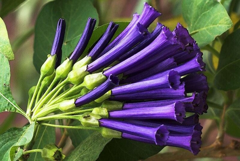 Purple Trumpet Flowers — Natural