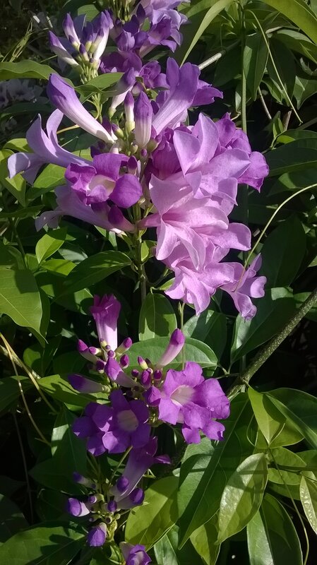 Purple Trumpet Flowers — Serene