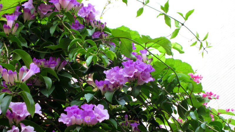 Purple Trumpet Flowers