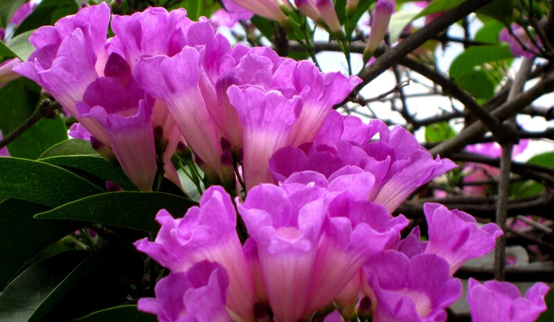 Purple Trumpet Flowers — Vibrant