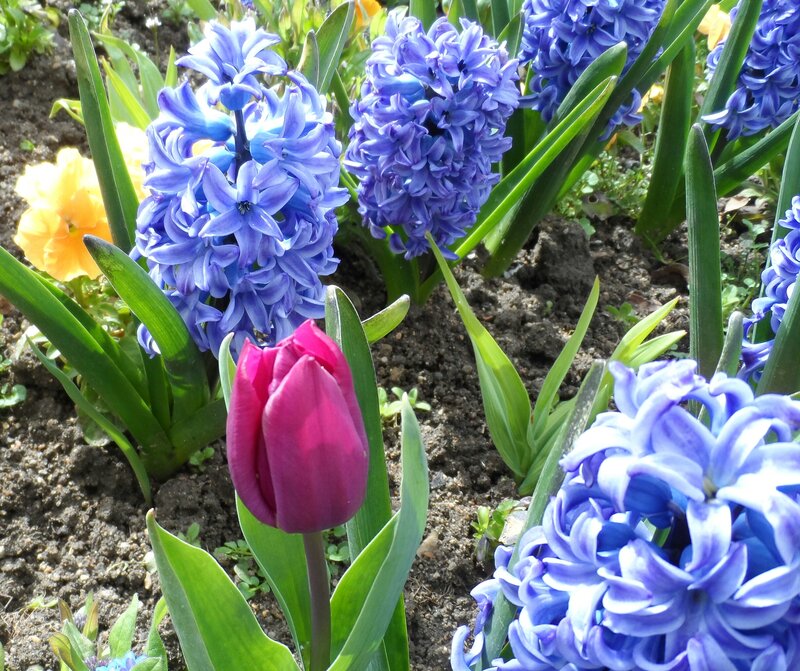 Purple Tulip and Hyacinths