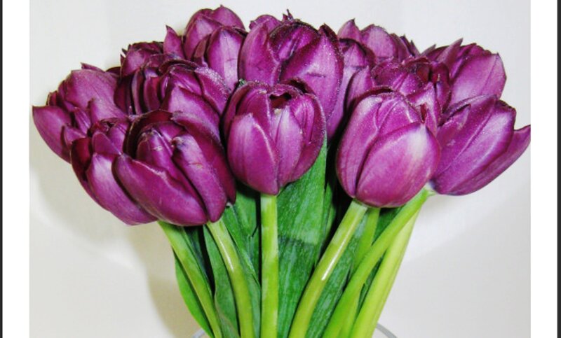 Purple Tulip Bouquet — Calm, Photograph, Green Stems