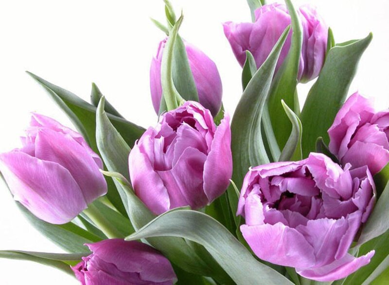 Purple Tulip Bouquet — Calm, Photograph