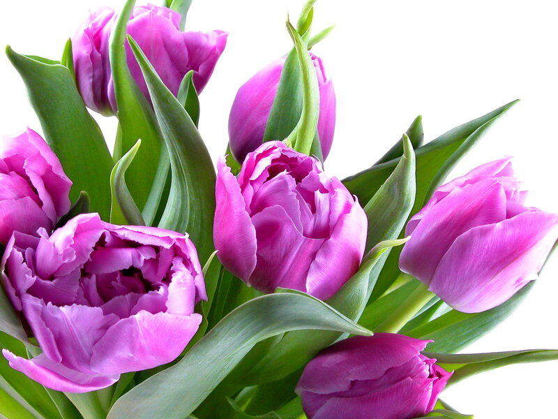 Purple Tulip Bouquet — Calm, Spring