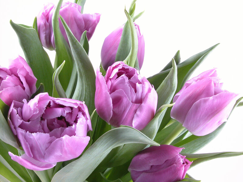 Purple Tulip Bouquet — Calm