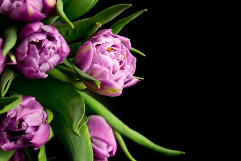 Purple Tulip Bouquet — Dramatic, Photograph
