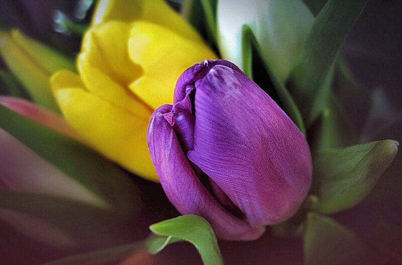 Purple Tulip Bud — Calm, Photograph