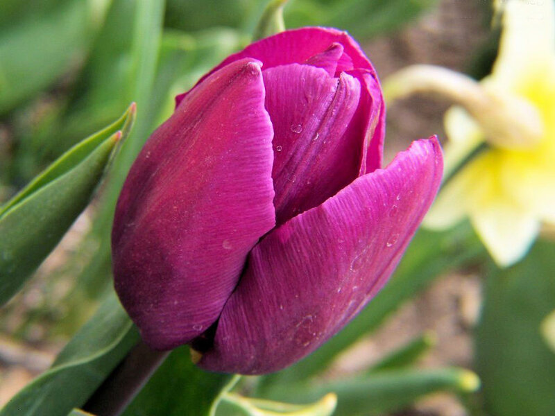 Purple Tulip Bud — Calm