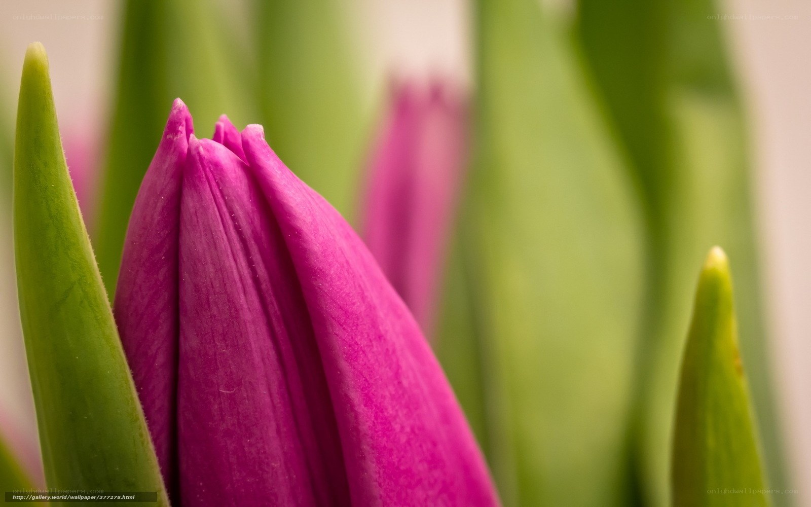 Purple tulip bud close-up